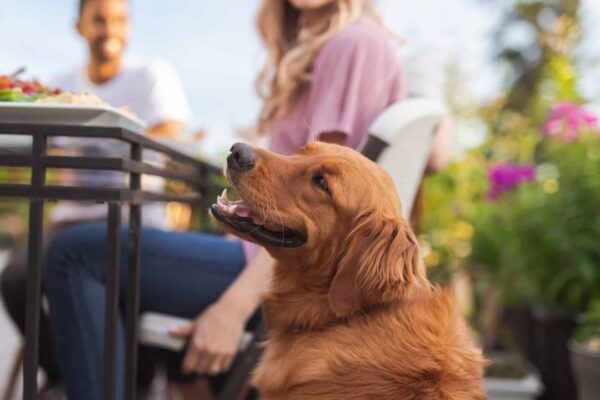 dog friendly restaurants near me