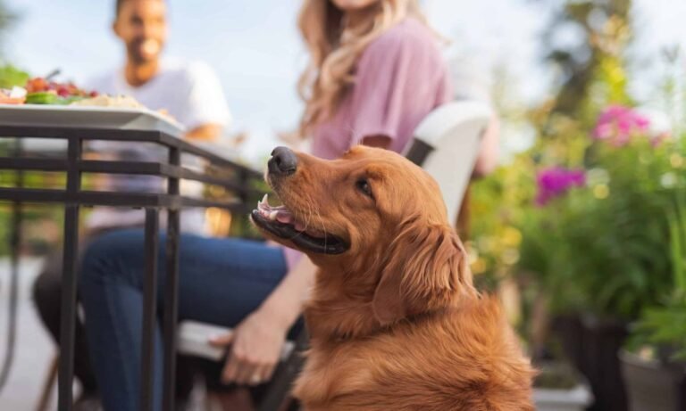 dog friendly restaurants near me