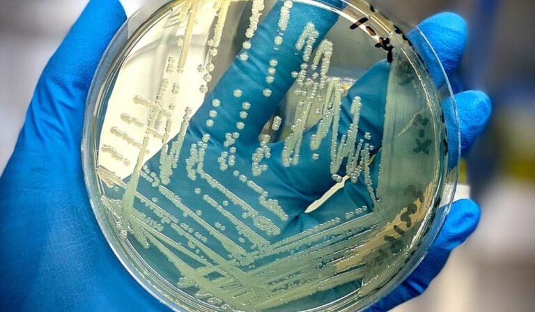 gboyega ebenezer adebami